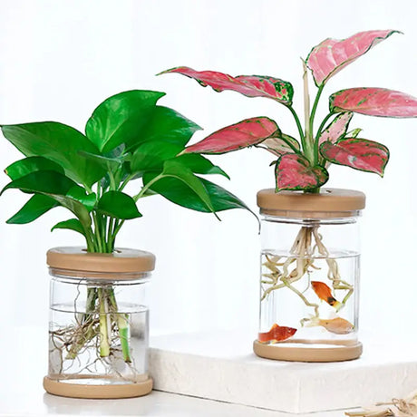 two plants in glass jars with wooden lids