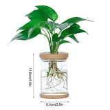 a plant in a glass jar with a wooden base
