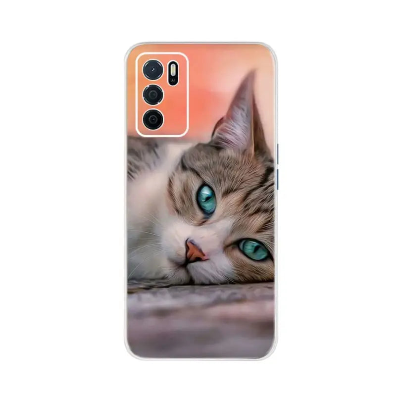 a cat with blue eyes on a white background