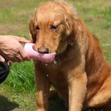 a dog is being fed by a person