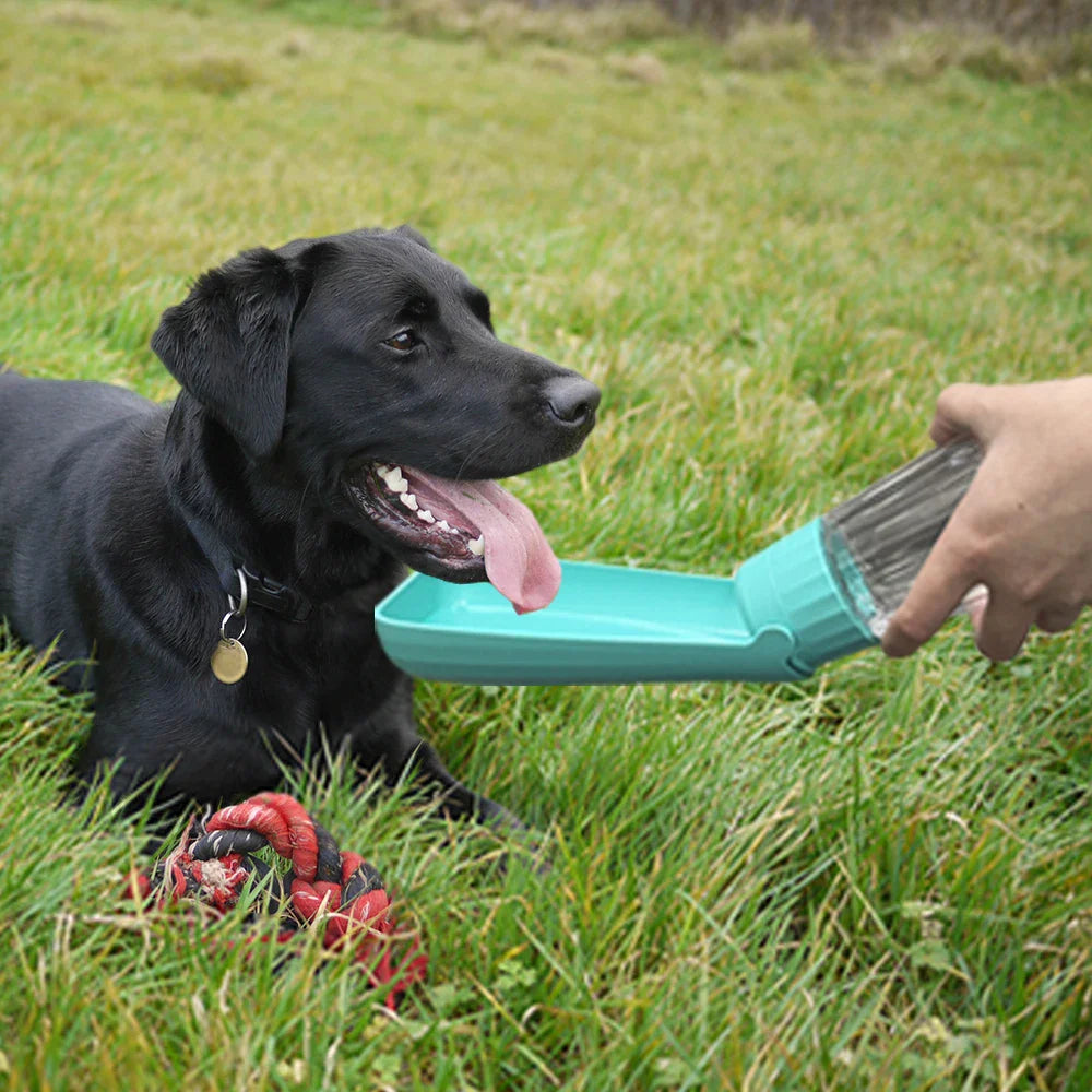 a dog laying in the grass