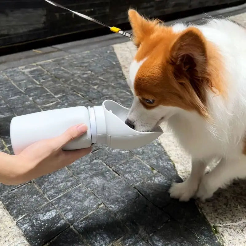 a small dog is being fed by a person