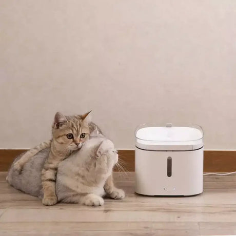 a cat playing with a humider on the floor